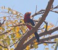 /album/photogallery/bearded-barbet-jpg1/